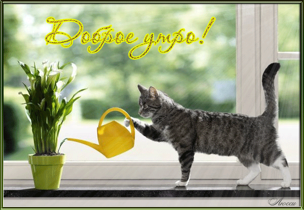 Доброе утро! (кошка поливает цветы)