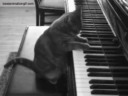 Кот-пианист