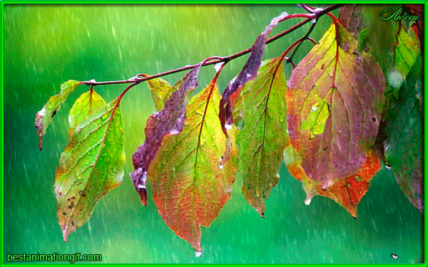 Капельки дождя стекают с листьев