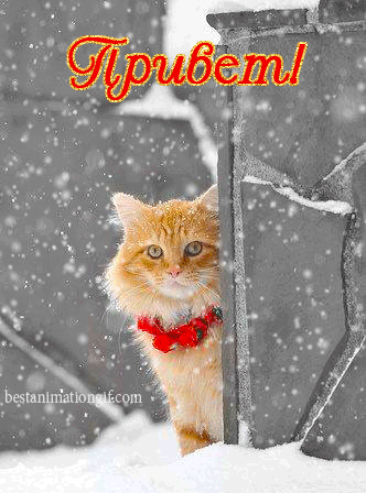 Привет! (рыжий кот и снег)