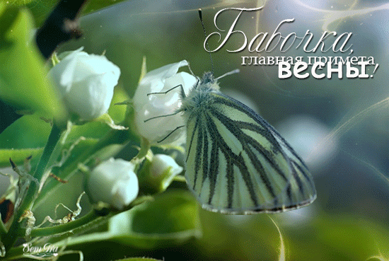 Бабочка , главная примета весны . .