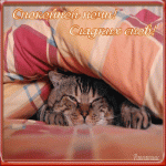 Спокойной ночи! Сладких снов! (кот под одеялом)