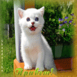 Привет! (белый котенок)