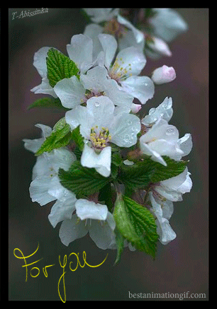 For You - цветущая ветка яблони