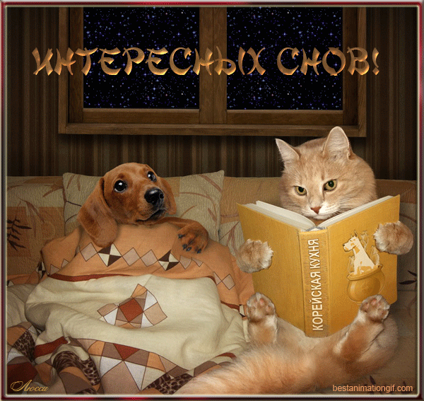 Интересных снов! кот читает книгу