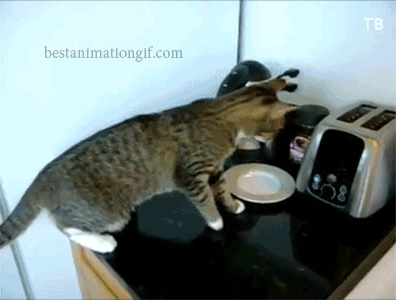 Любопытный кот