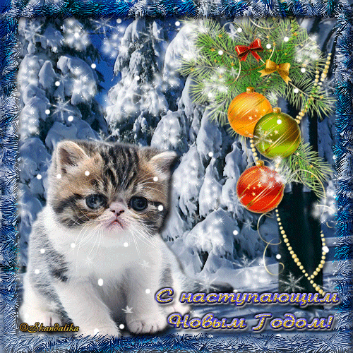 Новогодние фото открытки с котятами мейн-кун в большом HD-разрешении