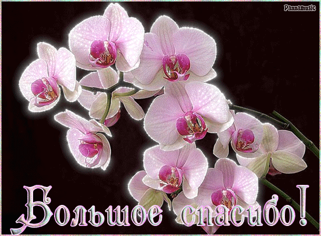 Орхидеи “Ручная работа”, открытка-упаковка с дном