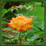 Тебе с любовью! желтая роза