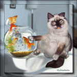 Кот хулиган - перевернул аквариум