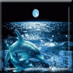 Ночь, море, дельфины
