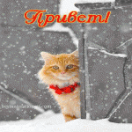 Привет! (рыжий кот и снег)